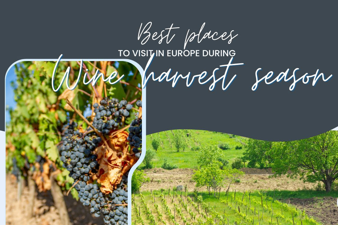 Top 5 Best places to visit Europe in wine harvest season